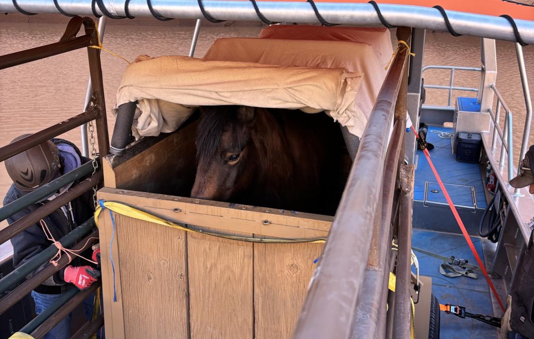 Solo the horse in the trailer on the boat